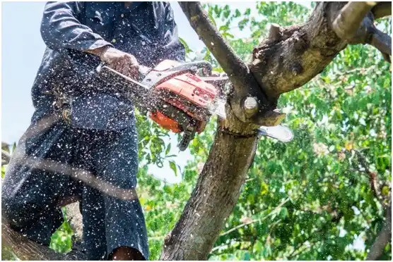 tree services Lake Dallas